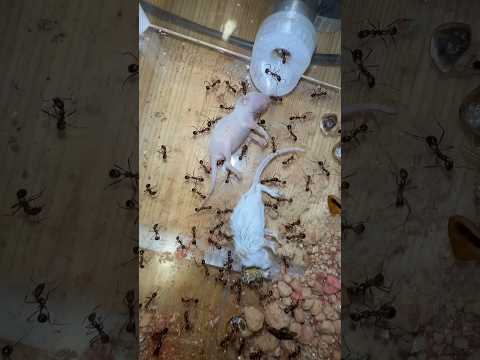 Ants VS Mice!