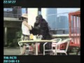 A4 NISSIN NISSIN LEMONIA BISCUIT LEMON C WNT KING KONG MK Mpg