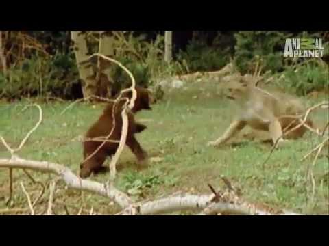 Leão da montanha x Urso- lion montain x bear baby-  filhote de urso derrota puma !
