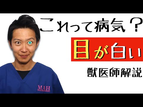 犬の目の白い点:それは何なのか - 犬の目の解剖学