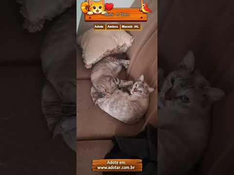 Vídeo de Mimi e Dom