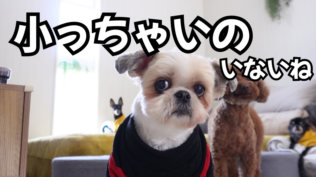 孫がいないリビング。想像を遥かに超える静けさに、４匹の犬と飼い主が拍子抜けした日