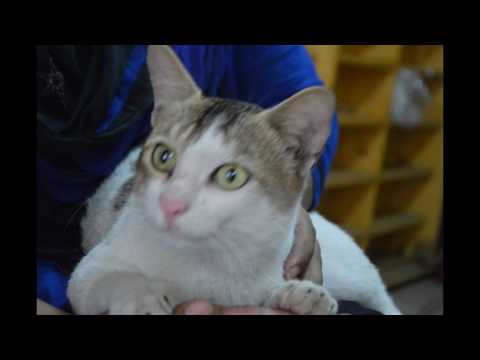 Pet Care in Dhaka City @ Deshi Cat Show @ Dr. Sagir's Pet Clinic 01912251312