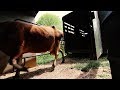 This Jersey Comes Home Family Milk Cow