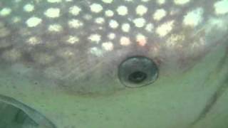 Whale Shark upside down about to be turned over