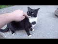 Tuxedo Cat Is Very Kind In The Street
