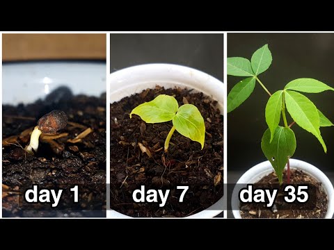 HOW TO GROW KAPOK TREE FROM SEED (Ceiba pentandra)
