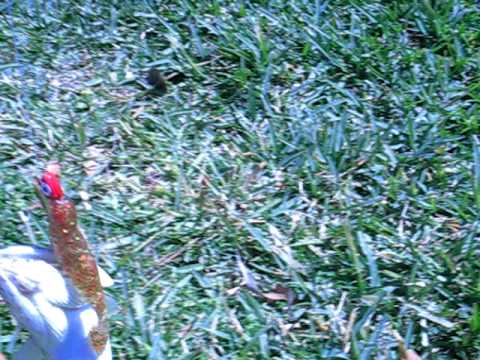 Mystery Fish From Biscayne Bay