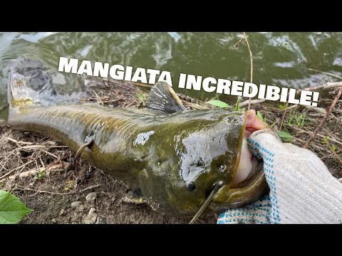 MANGIATA INCREDIBILE di un siluro durante la prima PIENA dell'anno!