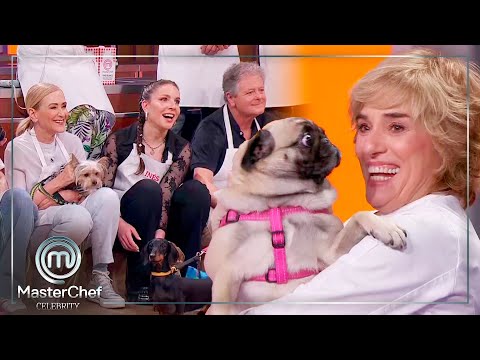 ¡¡COCINAR PARA PERROS!! El reto inédito de MasterChef Celebrity 9