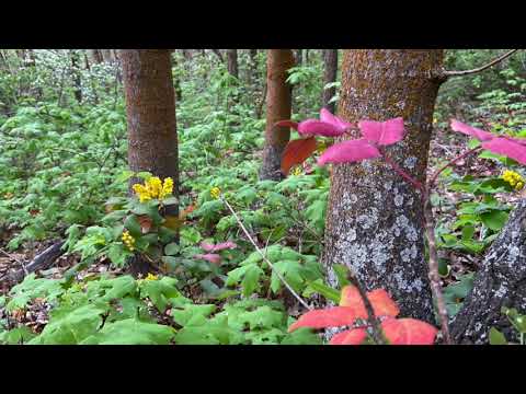 Improvisation on a Mormon Hymn "Come, Come Ye Saints" - Pamela Palmer Jones, piano.