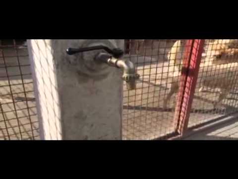 ONDA TG 05.09.2014 - CANILE COMUNALE   MANCA L'ACQUA DA TRE MESI