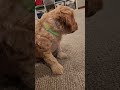 Mini Goldendoodle dogs for sale: BARKLEY - Mini Goldendoodle Puppy 1 - Video 1