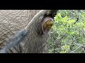 Elephant Makes A Big Poo