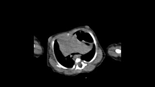 Case of the Day - 19 Nov 24