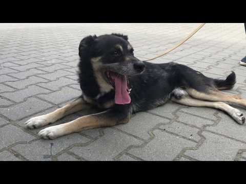 Rodzinny spacer podopiecznych Schroniska dla Bezdomnych Zwierząt w Bytomiu