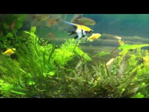 40 Gallon Community Fish Tank