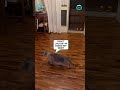 Dad And Cat Try Catch Bat ViralHog