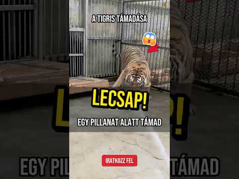 Miért nem támad az oroszlán, de a tigris igen? 🦁 #shorts #animals