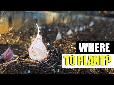 Harvesting Your Garlic The Definitive Guide For Beginners
