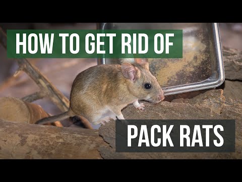 Part of a video titled How to Get Rid of Pack Rats/Woodrats (4 Easy Steps)