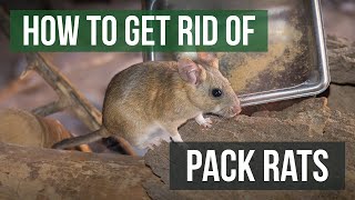 How to Get Rid of Pack Rats/Woodrats (4 Easy Steps)