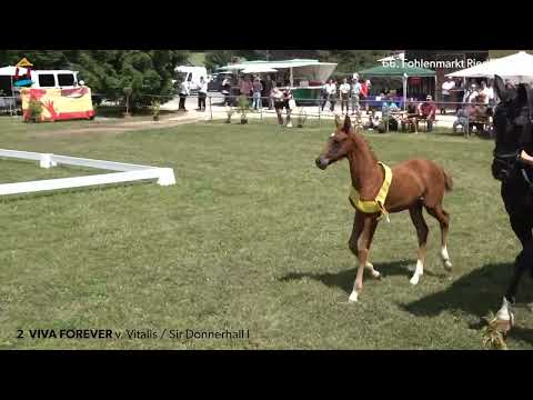 KN 2 Viva Forever SF v. Vitalis - Sir Donnerhall I 66. FOHLENAUKTION RIEDLINGEN 2023