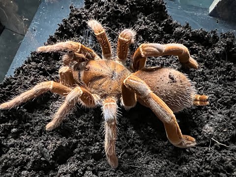 Sklípkavec kráľovský (Pelinobius muticus) — video o chove a starostlivosti