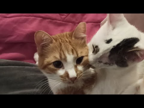 Silas mit Fynn und Amira