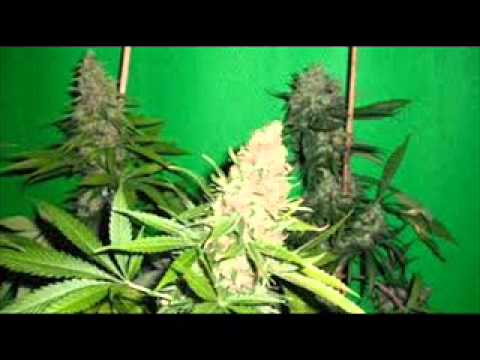 Butrón y Rawe. El color de la esperanza