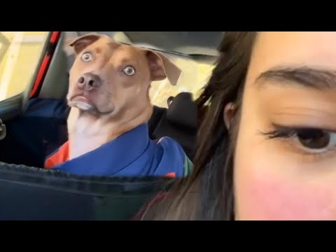 Le chien "courageux" réalise qu'il est chez le vétérinaire et non au parc 🤣
