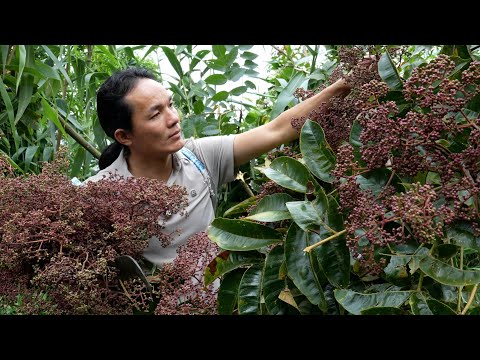 An amazing wild fruit—essential for marinating grilled and smoked meats. Try it once in your life.