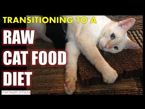 How to Transition Your Cat to a RAW FOOD DIET - Healthy Cat Feeding Tips