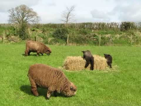 The Gizmo & Wally Show - Coloured Ryeland lambs playing on a bale
