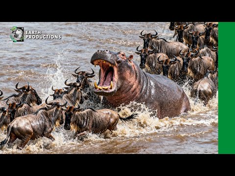 Vilda Serengeti | Den Dödligaste Kampen För Överlevnad I Rovdjurens Land | Djurdokumentär