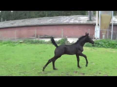 Beluga  v. Bordeaux - Rohdiamant.