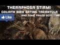 THE BIGGEST TARANTULA IN THE WORLD An A Breeding Attempt
