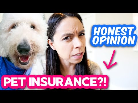 , title : 'Pet Insurance 👉 Is it REALLY worth it?? 🤔 Here's the sad truth...'