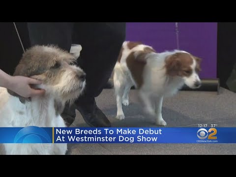 New Breeds Make Their Debut At Westminster Kennel Club Dog Show