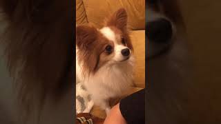 撫で撫でを要求するパピヨンに癒される動画✨