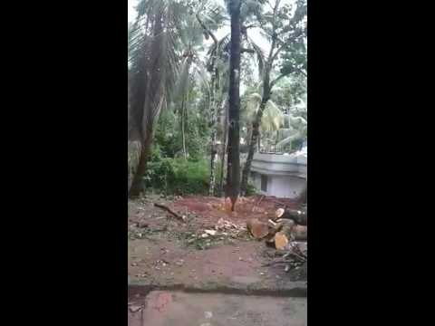 Ente chakka maram murichu