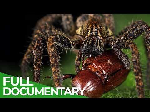 World’s Most Toxic Animals - No Antidote | Free Documentary Nature