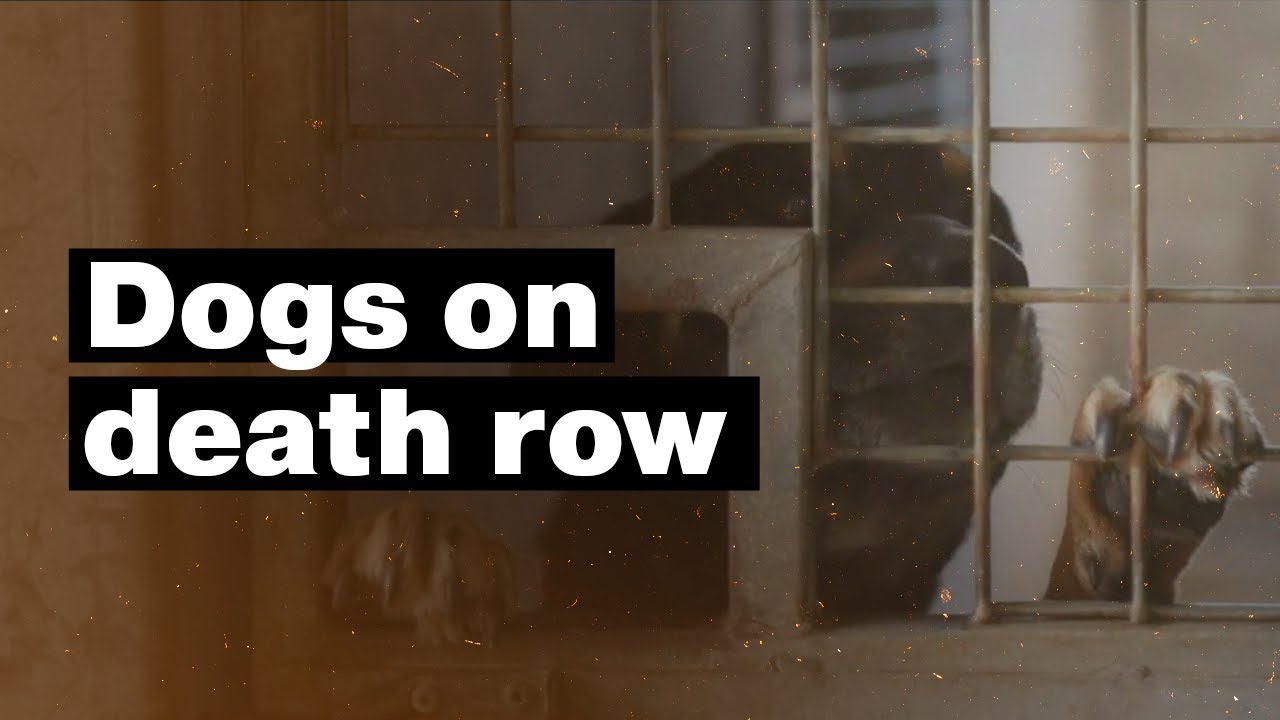 Watch video Death Row Dogs: Meet the people working to give these pound animals a second chance at life Now Death Row Dogs: Meet the people working to give these pound animals a second chance at life