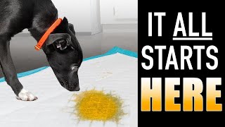 The SIMPLE Way To STOP Using Puppy Pee Pads FAST!!!