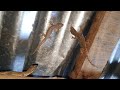 Tiktiki টিকটিকি Lizard