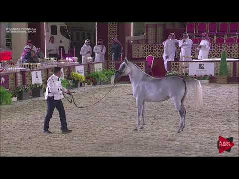 N.104 MANAYER AL SHAQAB - 2019 Qatar Int. Peninsula show - Mares 4 to 6 years old (Class 7A)