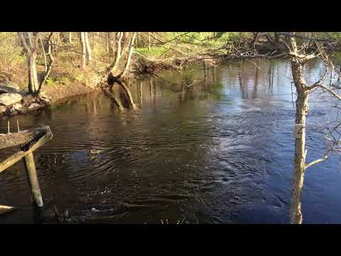 Great River Preserve, Bridgewater, MA