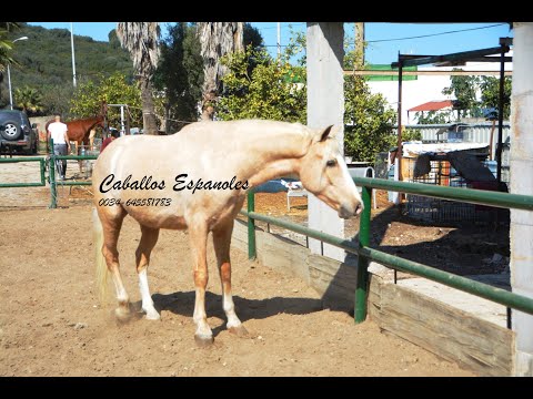 Sold/ verkauft Toller Palominowallach