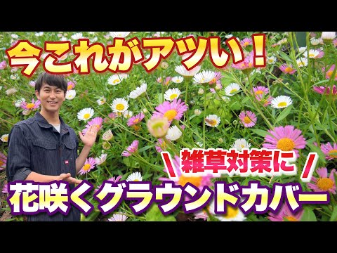 plante vivace couvre-sol –Mukdenia rossii karasuba-rosace-feuilles-vertes-fleurs-blanches-délicates