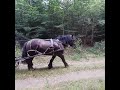 A vendre, hongre trait Auxois de 5 ans